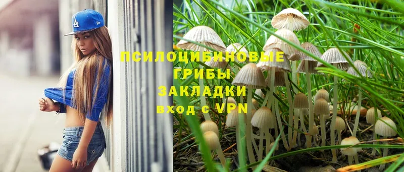 Псилоцибиновые грибы Psilocybe  Карачаевск 